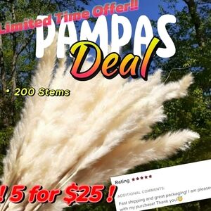 Pampas Grass Dry Flowers- 200 Stems